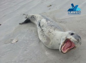Young Leopard seal resting on the beach
