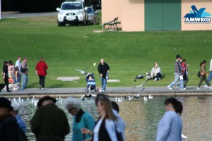 People feeding Pelicans bread at the River Torrens Adelaide CBD. 