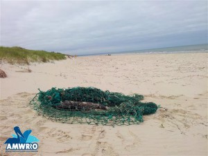 Net found on Semaphore Beach 