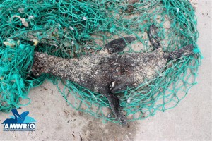 Dead fur seal found entangled by its head