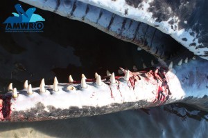 One of two whales that had their teeth hacked out with a hacksaw