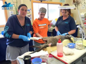 Dressing Gabby's feet in the AMWRRO Wildlife Clinic