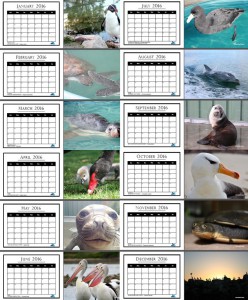 AMWRRO 2016 Rescue Calendar