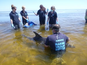 Bottlenose Dolphin Tursiops aduncus Thompson Beach 25_2_17 CIN1843 (158) (Small)