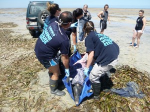 Bottlenose Dolphin Tursiops aduncus Thompson Beach 25_2_17 CIN1843 (39) (Small)