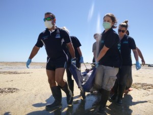 Bottlenose Dolphin Tursiops aduncus Thompson Beach 25_2_17 CIN1843 (48) (Small)